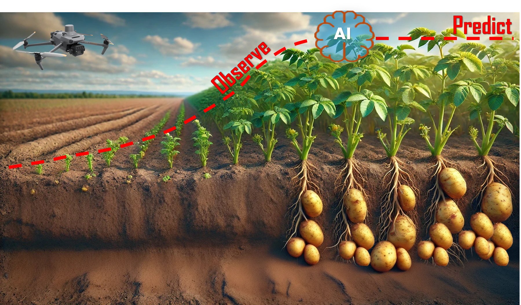 Drone observation, artificial intelligence and prediction across potato crop development